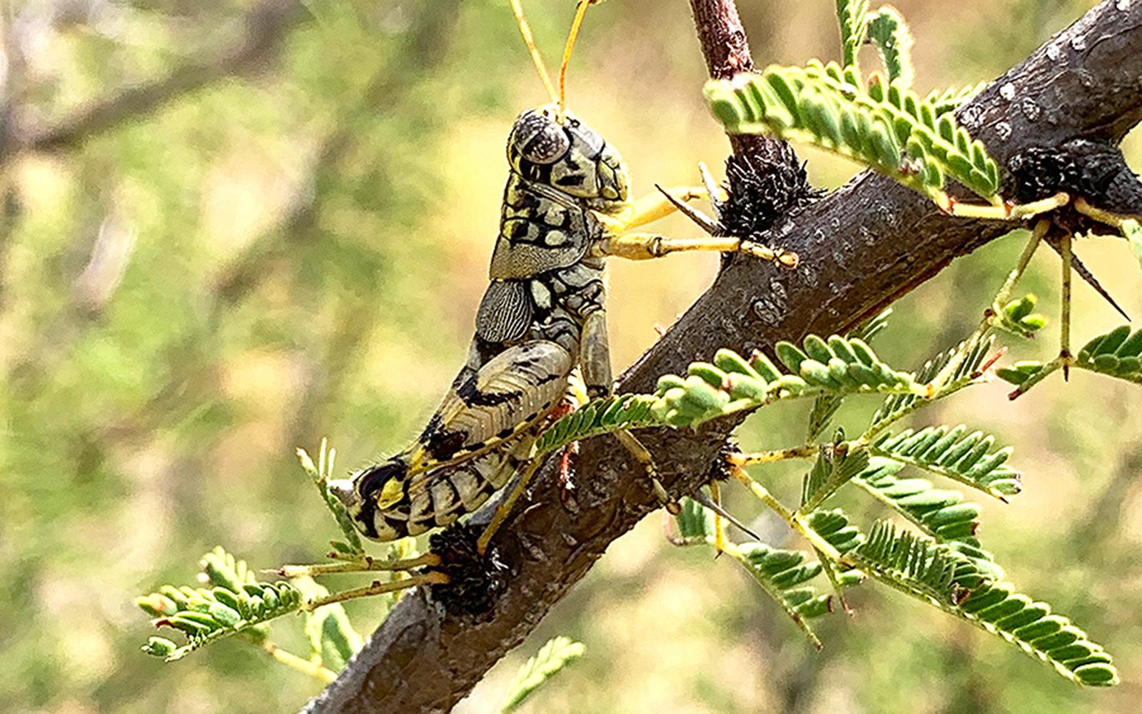 Hopping Treasure Trove: MSU scientist discovers 16 new grasshopper